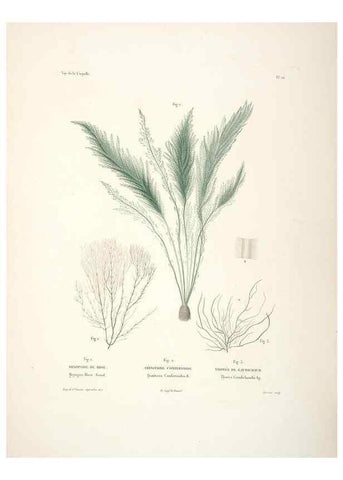 Reproducción/Reproduction 48347212667: Voyage autour du monde :. Paris :Arthus Bertrand,1825-1830 [i.e. 1838]. 