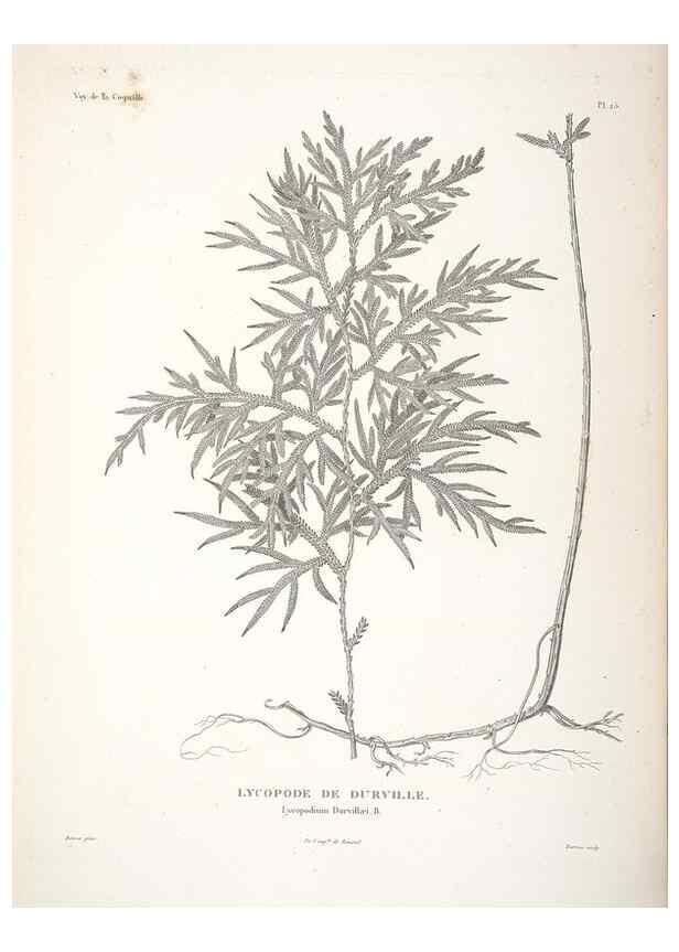 Reproducción/Reproduction 48347075131: Voyage autour du monde :. Paris :Arthus Bertrand,1825-1830 [i.e. 1838]. 