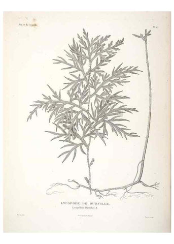 Reproducción/Reproduction 48347075131: Voyage autour du monde :. Paris :Arthus Bertrand,1825-1830 [i.e. 1838]. 