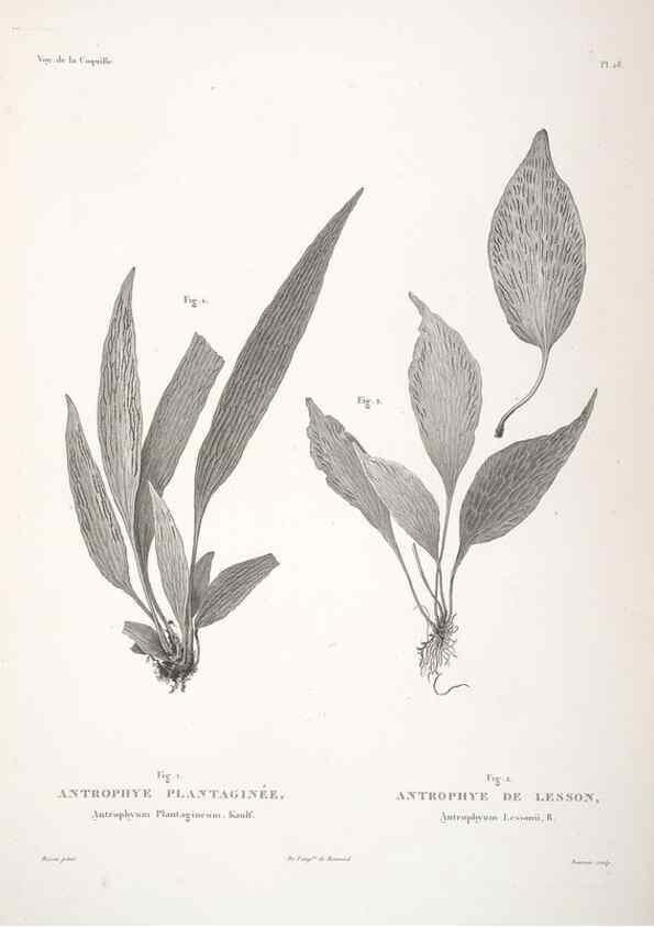 Reproducción/Reproduction 48347214527: Voyage autour du monde :. Paris :Arthus Bertrand,1825-1830 [i.e. 1838]. 