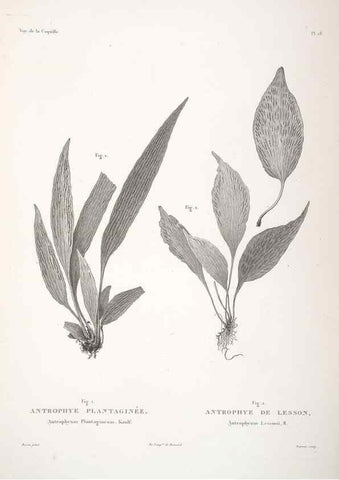 Reproducción/Reproduction 48347214527: Voyage autour du monde :. Paris :Arthus Bertrand,1825-1830 [i.e. 1838]. 