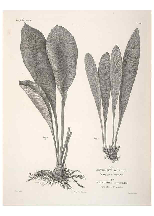 Reproducción/Reproduction 48347215042: Voyage autour du monde :. Paris :Arthus Bertrand,1825-1830 [i.e. 1838]. 