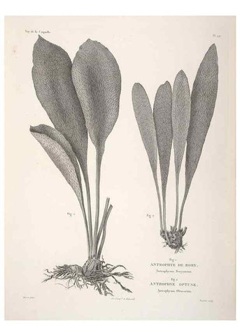 Reproducción/Reproduction 48347215042: Voyage autour du monde :. Paris :Arthus Bertrand,1825-1830 [i.e. 1838]. 
