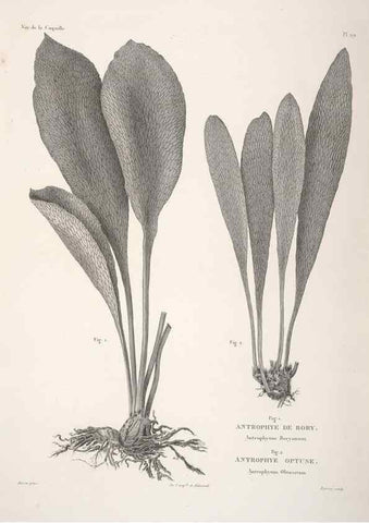 Reproducción/Reproduction 48347215042: Voyage autour du monde :. Paris :Arthus Bertrand,1825-1830 [i.e. 1838]. 
