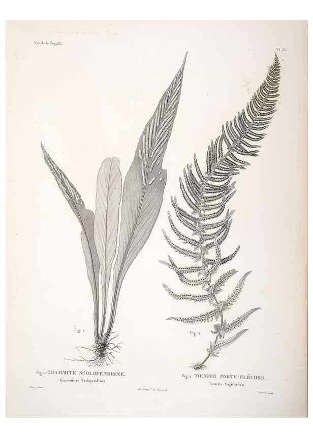 Reproducción/Reproduction 48347215582: Voyage autour du monde :. Paris :Arthus Bertrand,1825-1830 [i.e. 1838]. 