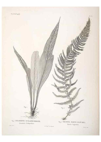 Reproducción/Reproduction 48347215582: Voyage autour du monde :. Paris :Arthus Bertrand,1825-1830 [i.e. 1838]. 