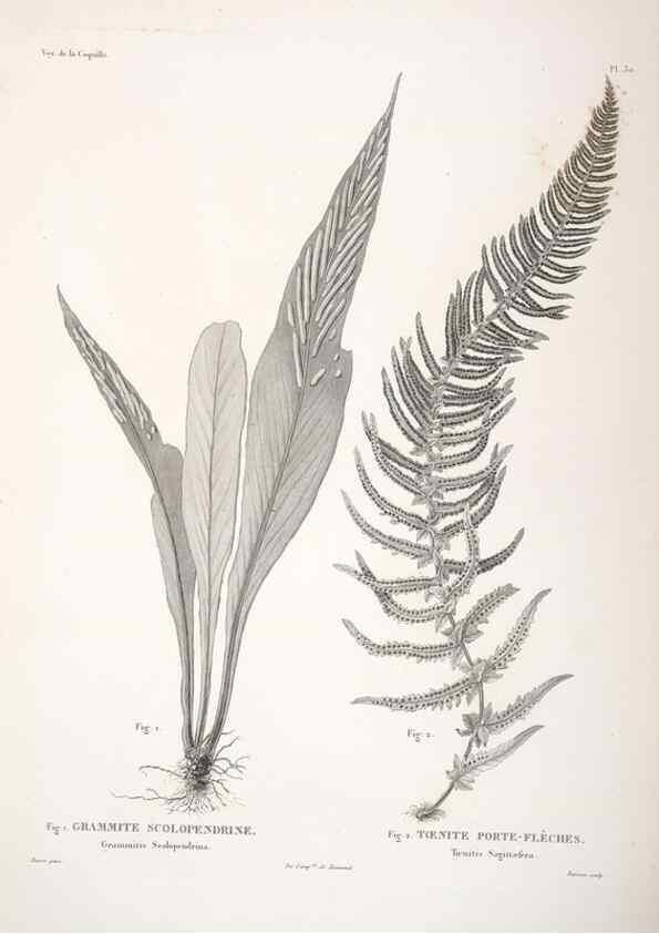 Reproducción/Reproduction 48347215582: Voyage autour du monde :. Paris :Arthus Bertrand,1825-1830 [i.e. 1838]. 