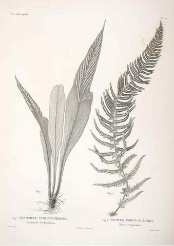 Reproducción/Reproduction 48347215582: Voyage autour du monde :. Paris :Arthus Bertrand,1825-1830 [i.e. 1838]. 