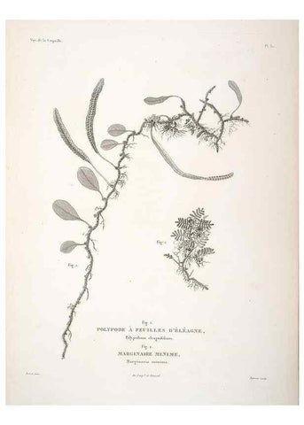 Reproducción/Reproduction 48347078006: Voyage autour du monde :. Paris :Arthus Bertrand,1825-1830 [i.e. 1838]. 