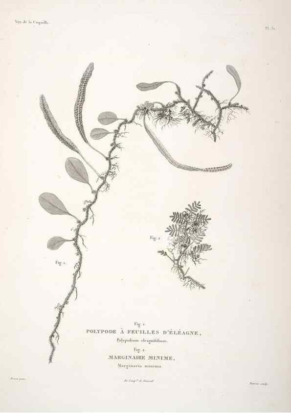 Reproducción/Reproduction 48347078006: Voyage autour du monde :. Paris :Arthus Bertrand,1825-1830 [i.e. 1838]. 