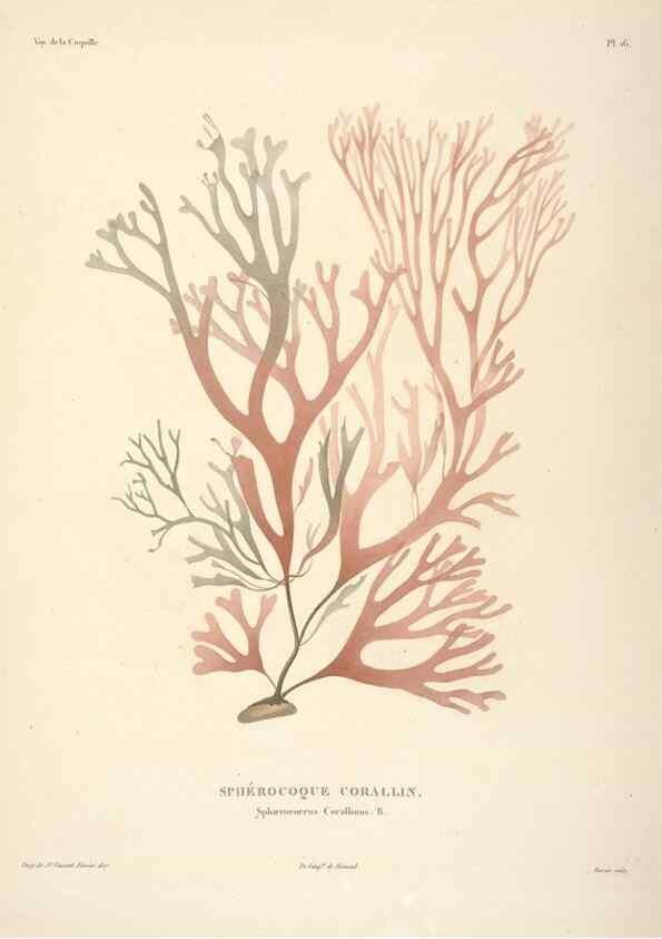 Reproducción/Reproduction 48347208597: Voyage autour du monde :. Paris :Arthus Bertrand,1825-1830 [i.e. 1838]. 