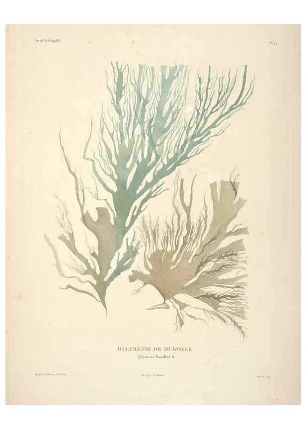 Reproducción/Reproduction 48347208112: Voyage autour du monde :. Paris :Arthus Bertrand,1825-1830 [i.e. 1838]. 