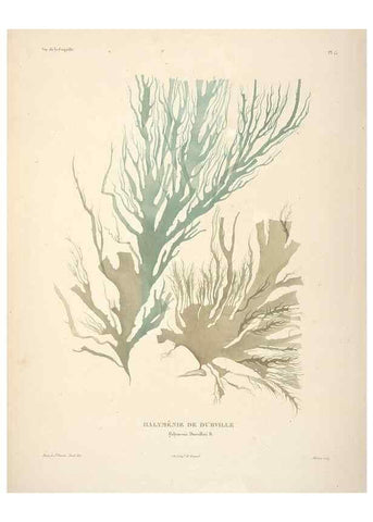 Reproducción/Reproduction 48347208112: Voyage autour du monde :. Paris :Arthus Bertrand,1825-1830 [i.e. 1838]. 