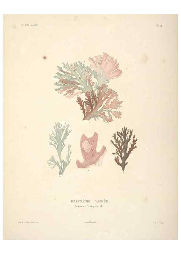Reproducción/Reproduction 48347207682: Voyage autour du monde :. Paris :Arthus Bertrand,1825-1830 [i.e. 1838]. 