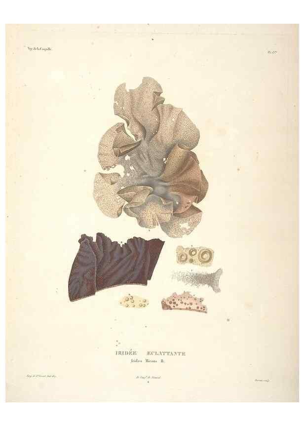 Reproducción/Reproduction 48347069136: Voyage autour du monde :. Paris :Arthus Bertrand,1825-1830 [i.e. 1838]. 