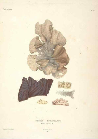 Reproducción/Reproduction 48347069136: Voyage autour du monde :. Paris :Arthus Bertrand,1825-1830 [i.e. 1838]. 
