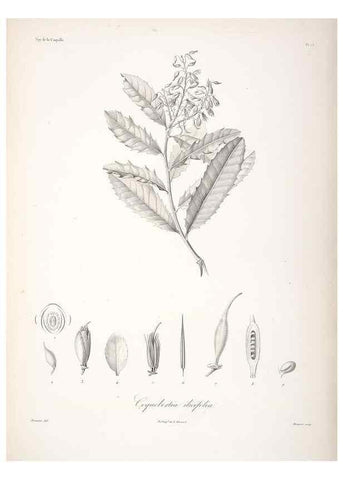 Reproducción/Reproduction 48347061016: Voyage autour du monde :. Paris :Arthus Bertrand,1825-1830 [i.e. 1838]. 