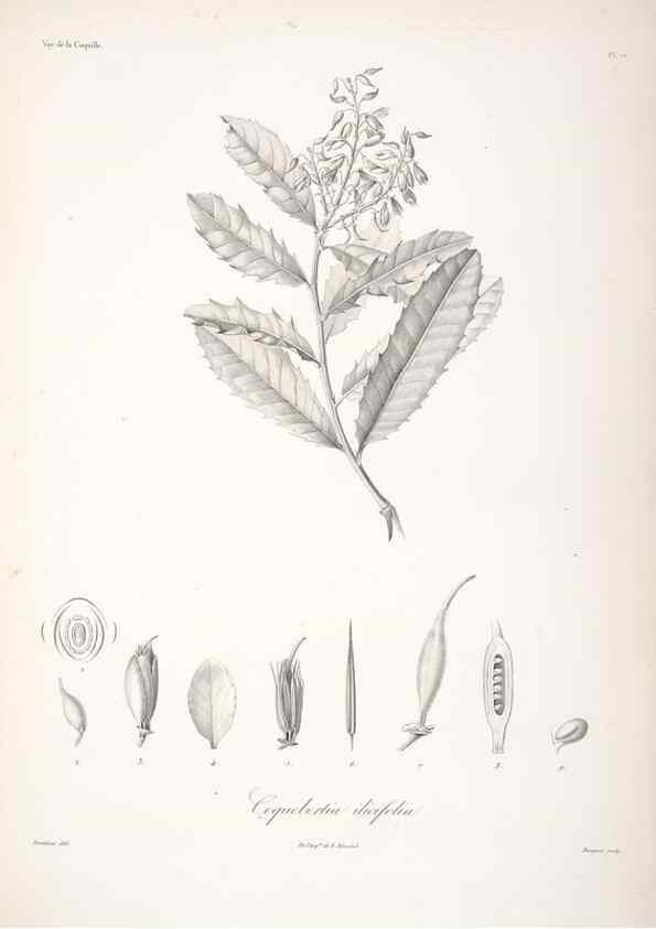 Reproducción/Reproduction 48347061016: Voyage autour du monde :. Paris :Arthus Bertrand,1825-1830 [i.e. 1838]. 