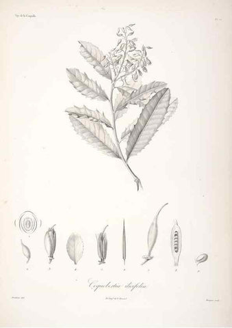 Reproducción/Reproduction 48347061016: Voyage autour du monde :. Paris :Arthus Bertrand,1825-1830 [i.e. 1838]. 