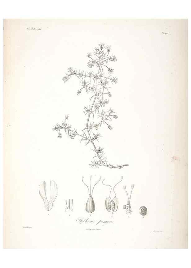 Reproducción/Reproduction 48347061961: Voyage autour du monde :. Paris :Arthus Bertrand,1825-1830 [i.e. 1838]. 