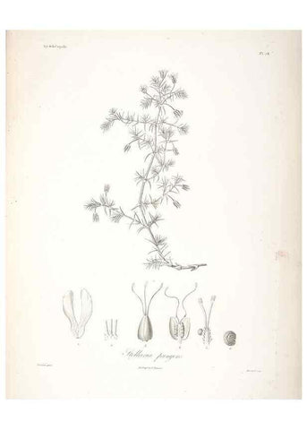 Reproducción/Reproduction 48347061961: Voyage autour du monde :. Paris :Arthus Bertrand,1825-1830 [i.e. 1838]. 