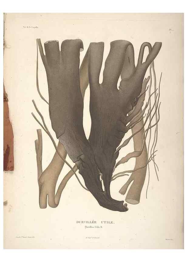 Reproducción/Reproduction 48347062501: Voyage autour du monde :. Paris :Arthus Bertrand,1825-1830 [i.e. 1838]. 