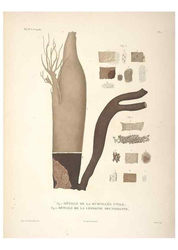 Reproducción/Reproduction 48347063036: Voyage autour du monde :. Paris :Arthus Bertrand,1825-1830 [i.e. 1838]. 