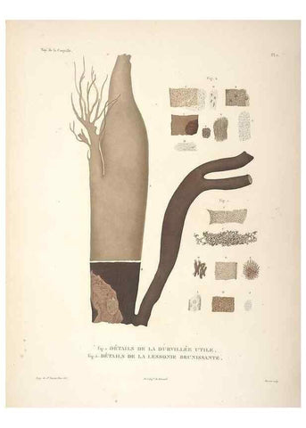 Reproducción/Reproduction 48347063036: Voyage autour du monde :. Paris :Arthus Bertrand,1825-1830 [i.e. 1838]. 