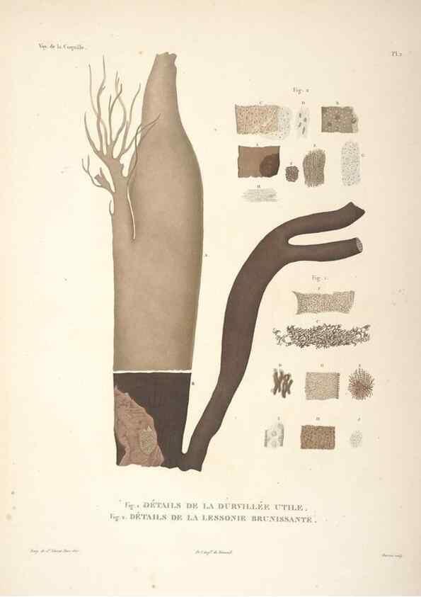 Reproducción/Reproduction 48347063036: Voyage autour du monde :. Paris :Arthus Bertrand,1825-1830 [i.e. 1838]. 