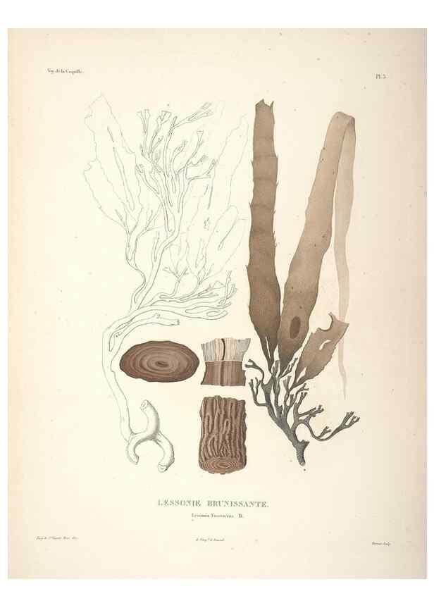 Reproducción/Reproduction 48347201127: Voyage autour du monde :. Paris :Arthus Bertrand,1825-1830 [i.e. 1838]. 