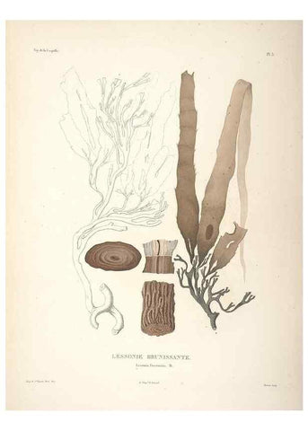Reproducción/Reproduction 48347201127: Voyage autour du monde :. Paris :Arthus Bertrand,1825-1830 [i.e. 1838]. 