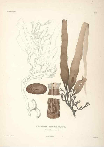 Reproducción/Reproduction 48347201127: Voyage autour du monde :. Paris :Arthus Bertrand,1825-1830 [i.e. 1838]. 