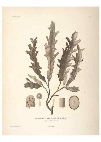 Reproducción/Reproduction 48347064156: Voyage autour du monde :. Paris :Arthus Bertrand,1825-1830 [i.e. 1838]. 