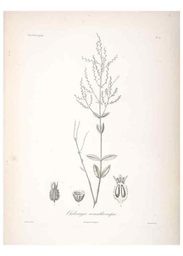 Reproducción/Reproduction 48347060146: Voyage autour du monde :. Paris :Arthus Bertrand,1825-1830 [i.e. 1838]. 