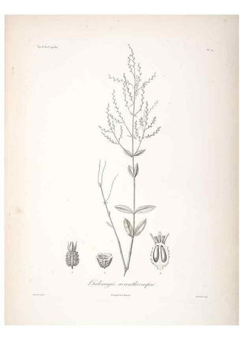 Reproducción/Reproduction 48347060146: Voyage autour du monde :. Paris :Arthus Bertrand,1825-1830 [i.e. 1838]. 