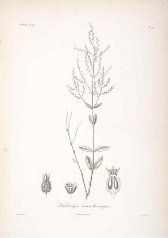 Reproducción/Reproduction 48347060146: Voyage autour du monde :. Paris :Arthus Bertrand,1825-1830 [i.e. 1838]. 