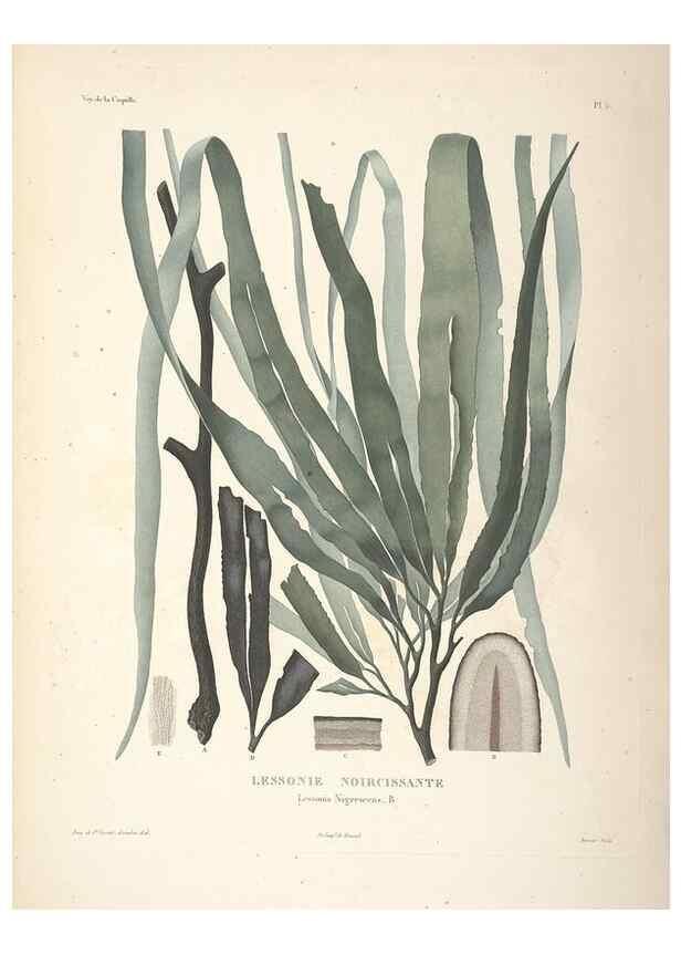 Reproducción/Reproduction 48347064666: Voyage autour du monde :. Paris :Arthus Bertrand,1825-1830 [i.e. 1838]. 