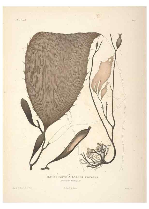 Reproducción/Reproduction 48347065701: Voyage autour du monde :. Paris :Arthus Bertrand,1825-1830 [i.e. 1838]. 