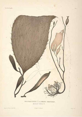 Reproducción/Reproduction 48347065701: Voyage autour du monde :. Paris :Arthus Bertrand,1825-1830 [i.e. 1838]. 