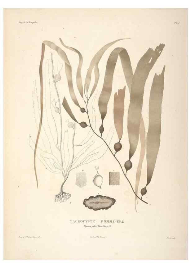 Reproducción/Reproduction 48347204657: Voyage autour du monde :. Paris :Arthus Bertrand,1825-1830 [i.e. 1838]. 