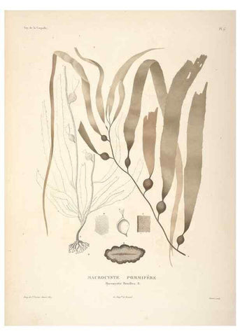 Reproducción/Reproduction 48347204657: Voyage autour du monde :. Paris :Arthus Bertrand,1825-1830 [i.e. 1838]. 