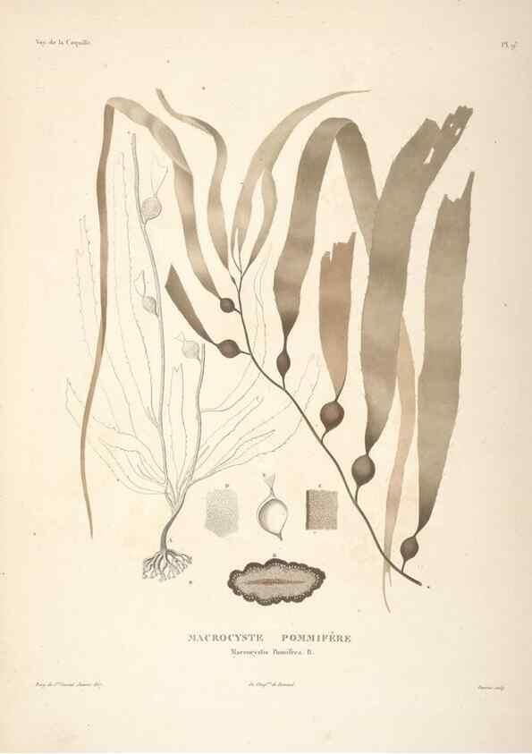 Reproducción/Reproduction 48347204657: Voyage autour du monde :. Paris :Arthus Bertrand,1825-1830 [i.e. 1838]. 