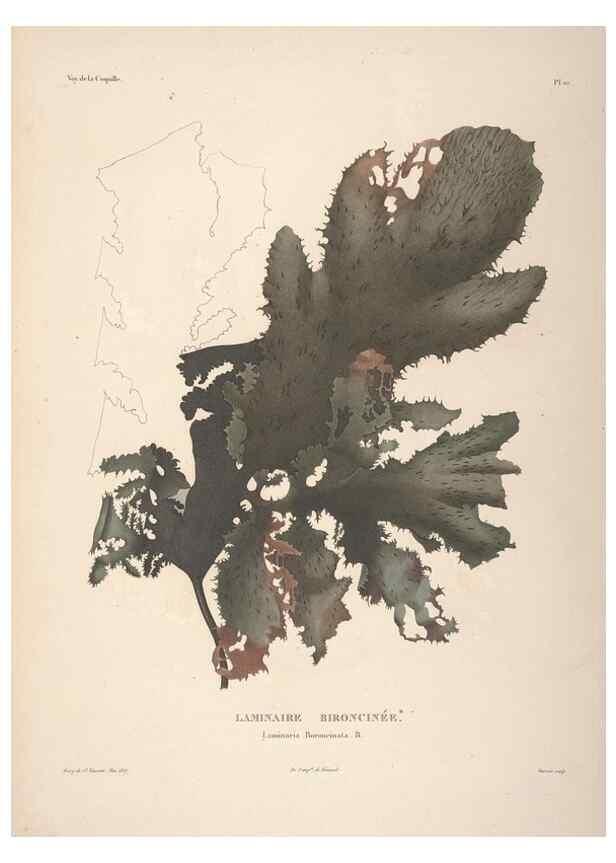 Reproducción/Reproduction 48347205167: Voyage autour du monde :. Paris :Arthus Bertrand,1825-1830 [i.e. 1838]. 