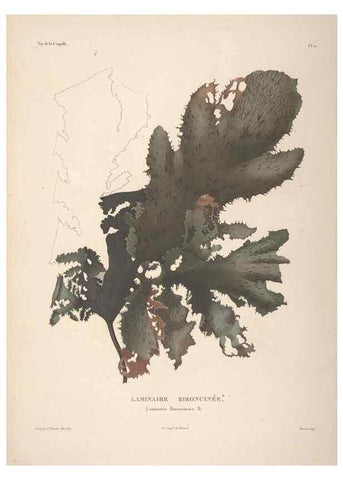 Reproducción/Reproduction 48347205167: Voyage autour du monde :. Paris :Arthus Bertrand,1825-1830 [i.e. 1838]. 