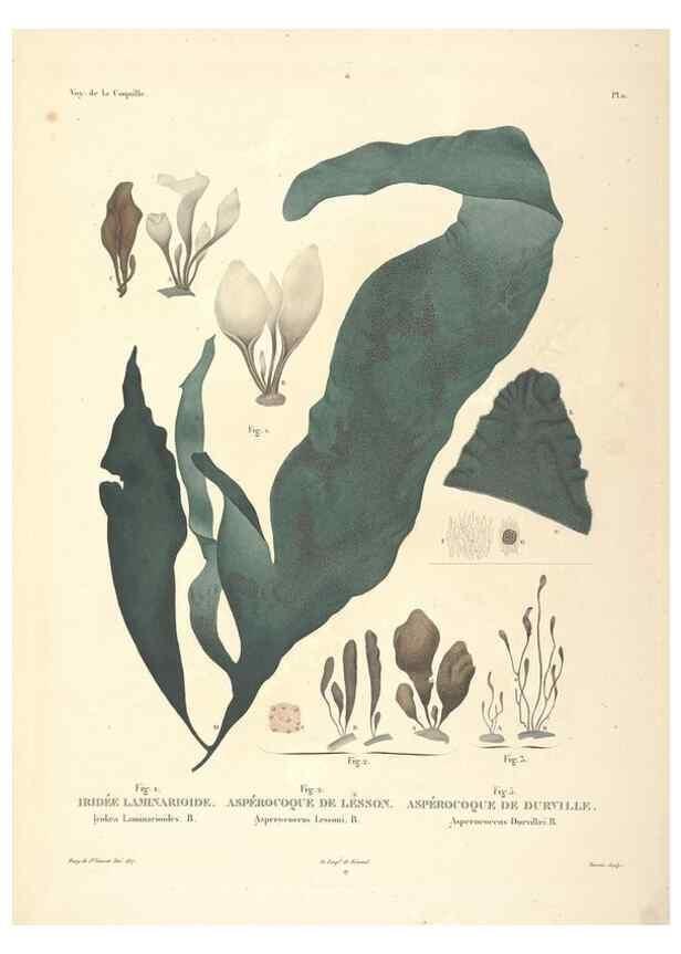 Reproducción/Reproduction 48347067711: Voyage autour du monde :. Paris :Arthus Bertrand,1825-1830 [i.e. 1838]. 