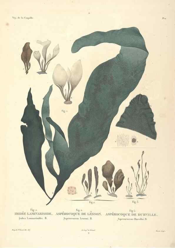 Reproducción/Reproduction 48347067711: Voyage autour du monde :. Paris :Arthus Bertrand,1825-1830 [i.e. 1838]. 