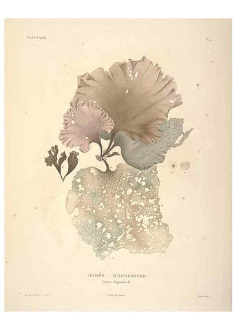 Reproducción/Reproduction 48347068231: Voyage autour du monde :. Paris :Arthus Bertrand,1825-1830 [i.e. 1838]. 