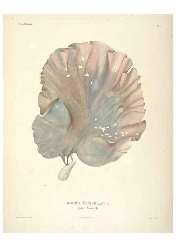 Reproducción/Reproduction 48347068611: Voyage autour du monde :. Paris :Arthus Bertrand,1825-1830 [i.e. 1838]. 