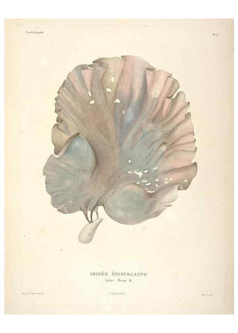 Reproducción/Reproduction 48347068611: Voyage autour du monde :. Paris :Arthus Bertrand,1825-1830 [i.e. 1838]. 