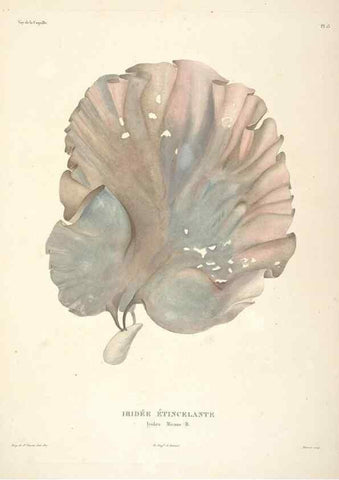 Reproducción/Reproduction 48347068611: Voyage autour du monde :. Paris :Arthus Bertrand,1825-1830 [i.e. 1838]. 